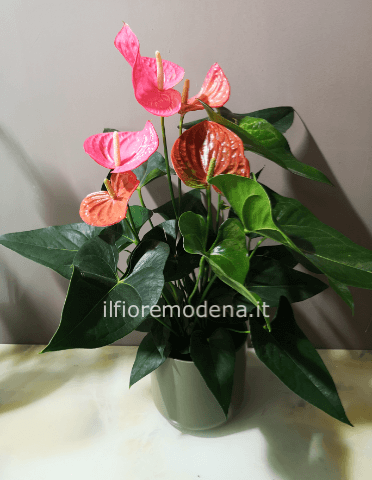 Pianta di anthurium