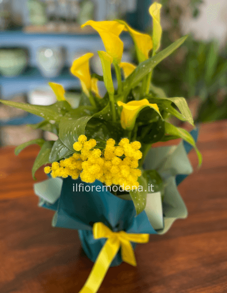 pianta di calle colorate