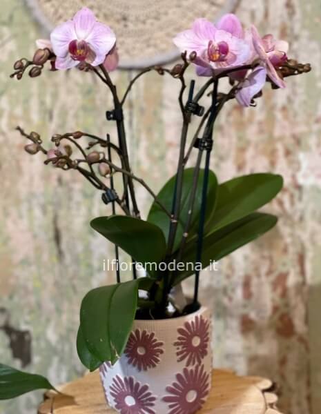 orchidea piccola con vaso ceramica